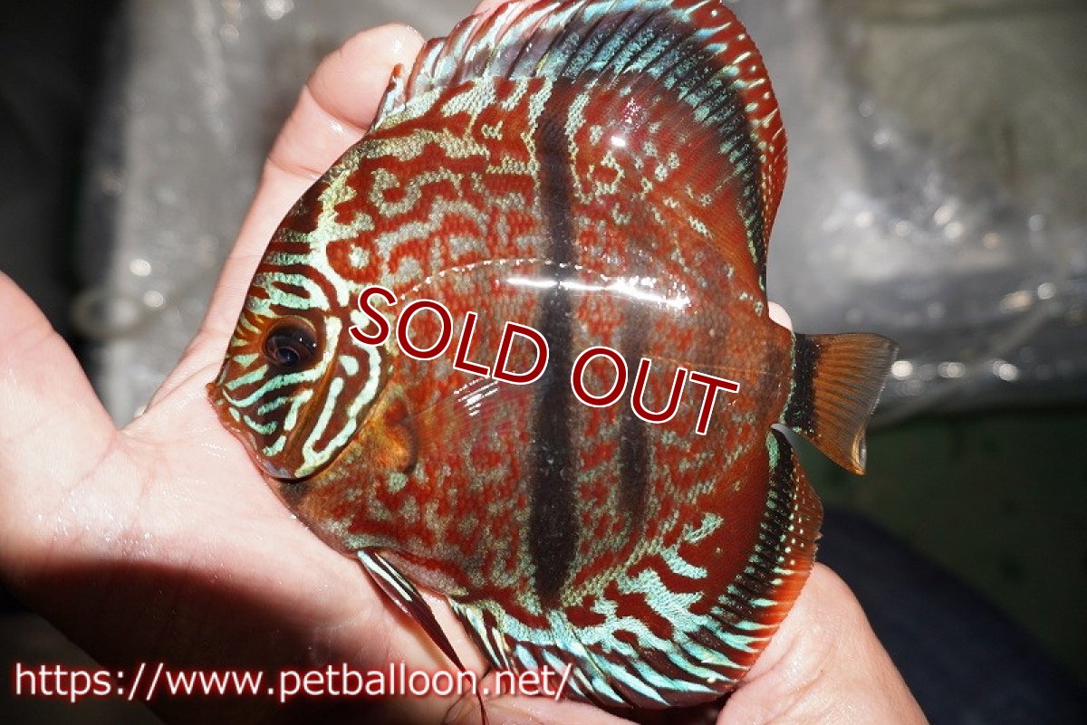 画像3: 【ディスカス】【通販】【激レア　台湾滿彩堂国産ブリードF1　セレクト個体】ヘッケルクロス イサレッド【個体販売】14-15cm （生体）【宮水の調　ディスカス銀河ブリード】 (3)