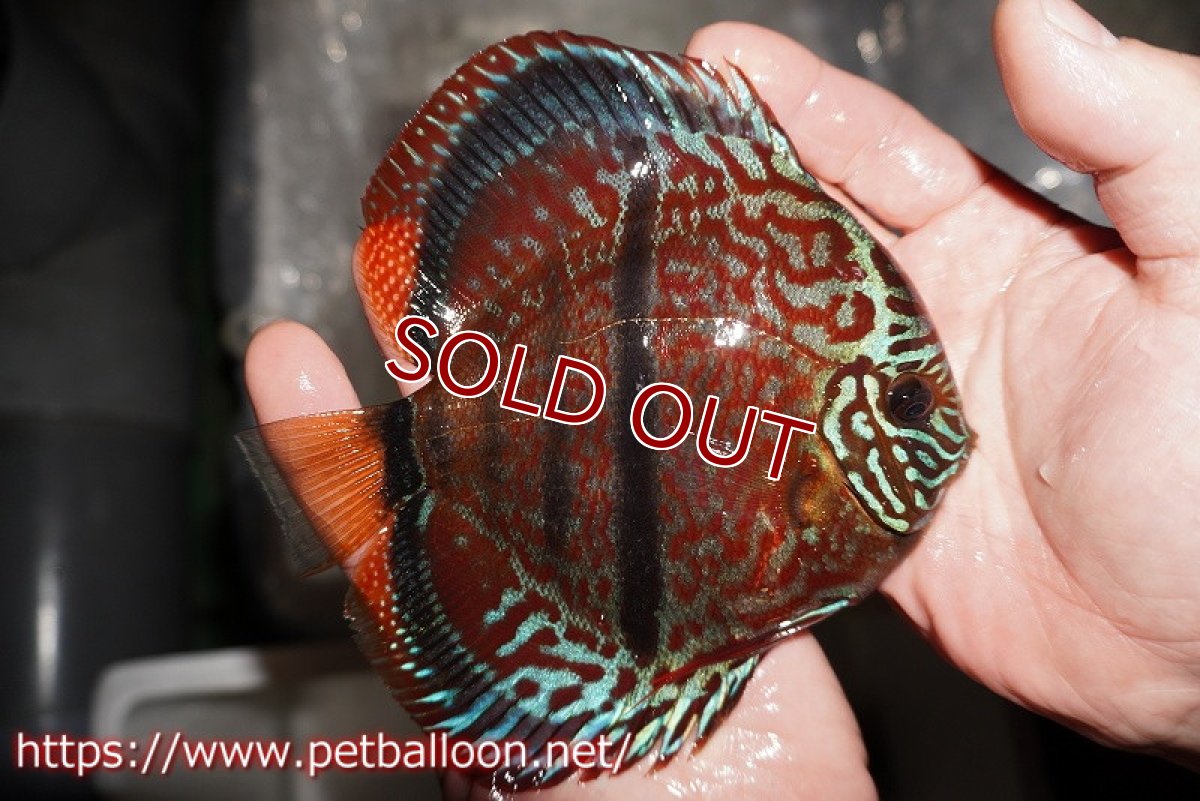 画像4: 【ディスカス】【通販】【激レア　台湾滿彩堂国産ブリードF1　セレクト個体】ヘッケルクロス イサレッド【個体販売】14-15cm （生体）【宮水の調　ディスカス銀河ブリード】 (4)