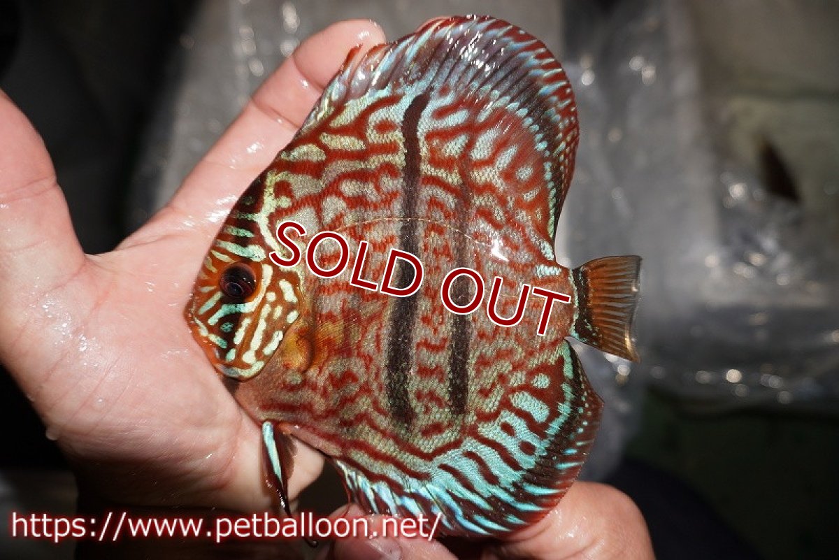 画像2: 【ディスカス】【通販】【激レア 台湾滿彩堂国産ブリードF1 セレクト個体】ヘッケルクロス イサレッド【個体販売】14-15cm (生体)【宮水の調 ディスカス銀河ブリード】 (2)