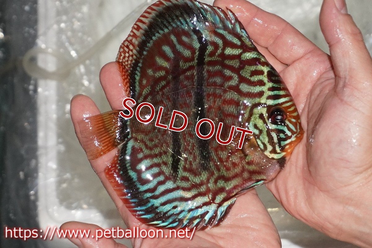画像3: 【ディスカス】【通販】【激レア 台湾滿彩堂国産ブリードF1 セレクト個体】ヘッケルクロス イサレッド【個体販売】14-15cm (生体)【宮水の調 ディスカス銀河ブリード】 (3)
