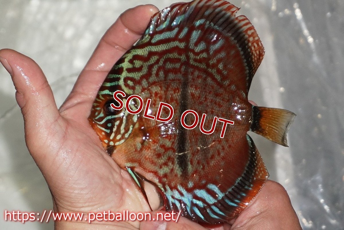 画像2: 【ディスカス】【通販】【激レア　台湾滿彩堂国産ブリードF1　セレクト個体】ヘッケルクロス イサレッド【個体販売】14-15cm （生体）【宮水の調　ディスカス銀河ブリード】 (2)