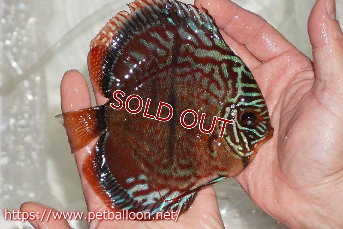 画像3: 【ディスカス】【通販】【激レア　台湾滿彩堂国産ブリードF1　セレクト個体】ヘッケルクロス イサレッド【個体販売】14-15cm （生体）【宮水の調　ディスカス銀河ブリード】 (3)