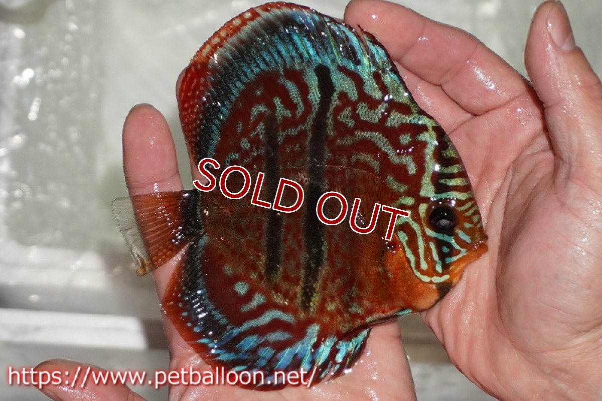 画像3: 【ディスカス】【通販】【激レア 台湾滿彩堂国産ブリードF1 セレクト個体】ヘッケルクロス イサレッド【個体販売】14-15cm (生体)【宮水の調 ディスカス銀河ブリード】 (3)
