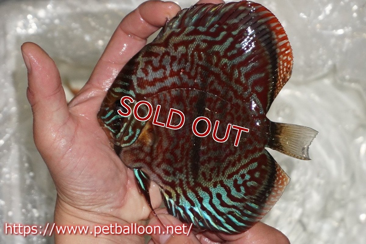 画像2: 【ディスカス】【通販】【激レア 台湾滿彩堂国産ブリードF1 セレクト個体】ヘッケルクロス イサレッド【個体販売】14-15cm (生体)【宮水の調 ディスカス銀河ブリード】 (2)
