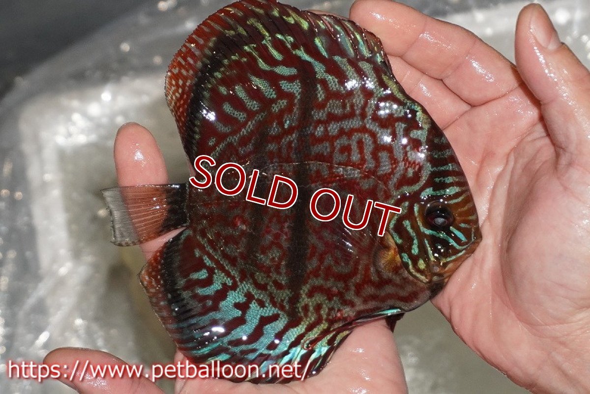 画像3: 【ディスカス】【通販】【激レア 台湾滿彩堂国産ブリードF1 セレクト個体】ヘッケルクロス イサレッド【個体販売】14-15cm (生体)【宮水の調 ディスカス銀河ブリード】 (3)