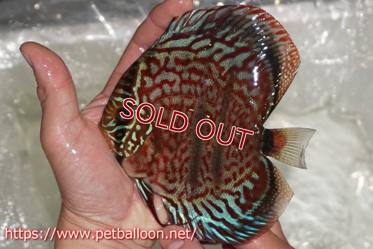 画像2: 【ディスカス】【通販】【激レア 台湾滿彩堂国産ブリードF1 セレクト個体】ヘッケルクロス イサレッド【個体販売】14-15cm (生体)【宮水の調 ディスカス銀河ブリード】 (2)