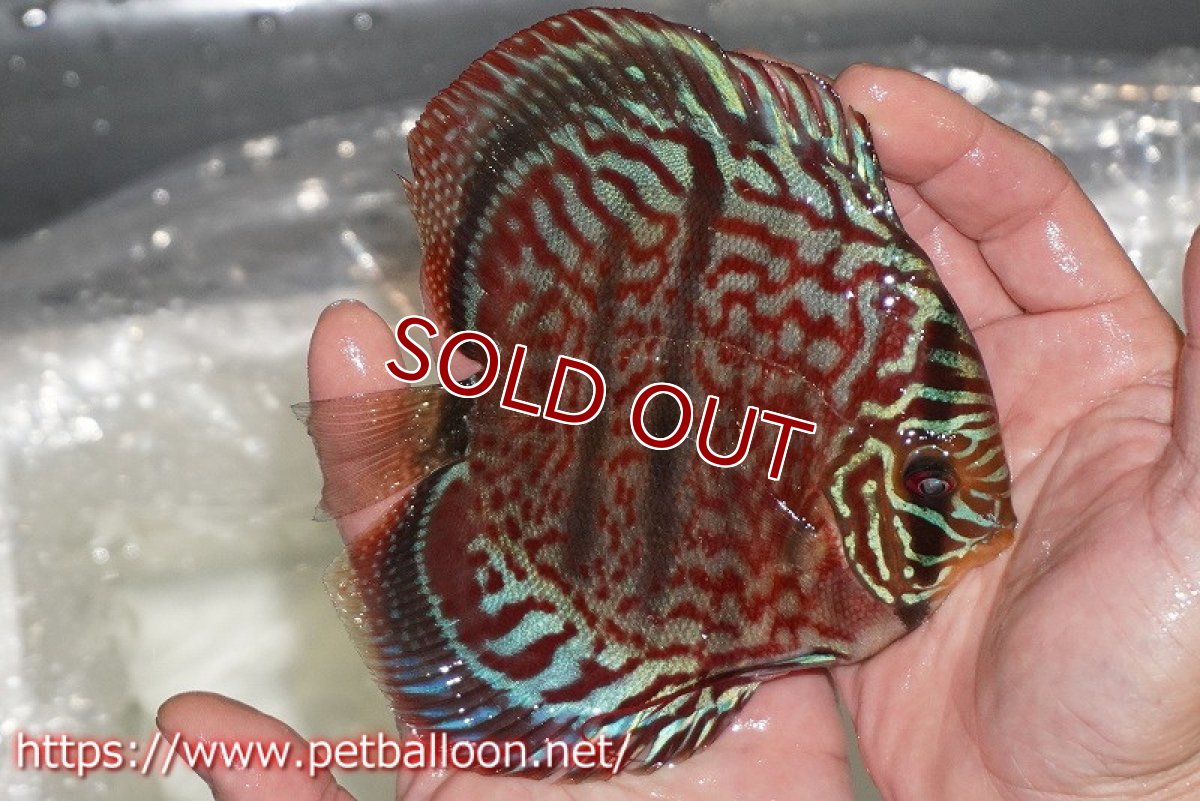 画像3: 【ディスカス】【通販】【激レア 台湾滿彩堂国産ブリードF1 セレクト個体】ヘッケルクロス イサレッド【個体販売】14-15cm (生体)【宮水の調 ディスカス銀河ブリード】 (3)