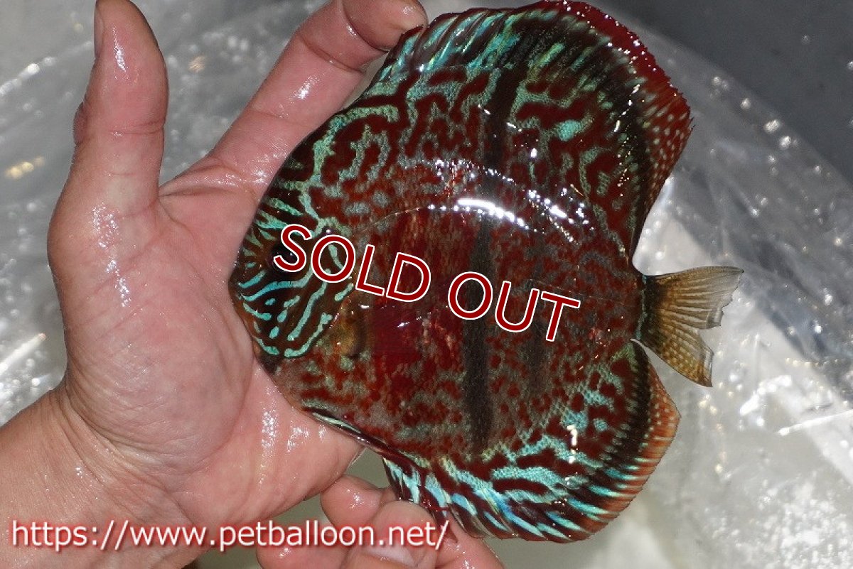 画像2: 【ディスカス】【通販】【激レア 台湾滿彩堂国産ブリードF1 セレクト個体】ヘッケルクロス イサレッド【個体販売】14-15cm (生体)【宮水の調 ディスカス銀河ブリード】 (2)