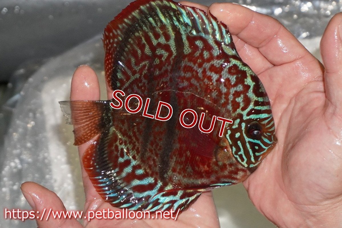 画像3: 【ディスカス】【通販】【激レア 台湾滿彩堂国産ブリードF1 セレクト個体】ヘッケルクロス イサレッド【個体販売】14-15cm (生体)【宮水の調 ディスカス銀河ブリード】 (3)