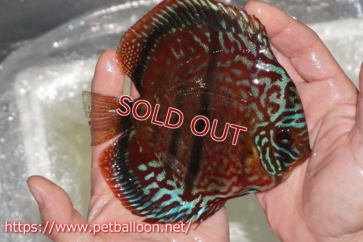 画像2: 【ディスカス】【通販】【激レア 台湾滿彩堂国産ブリードF1 セレクト個体】ヘッケルクロス イサレッド【個体販売】14-15cm (生体)【宮水の調 ディスカス銀河ブリード】 (2)