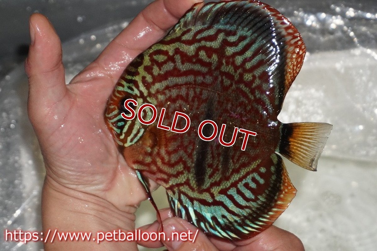 画像2: 【ディスカス】【通販】【激レア 台湾滿彩堂国産ブリードF1 セレクト個体】ヘッケルクロス イサレッド【個体販売】14-15cm (生体)【宮水の調 ディスカス銀河ブリード】 (2)