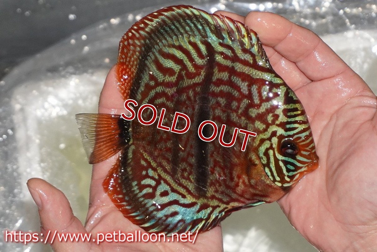画像3: 【ディスカス】【通販】【激レア 台湾滿彩堂国産ブリードF1 セレクト個体】ヘッケルクロス イサレッド【個体販売】14-15cm (生体)【宮水の調 ディスカス銀河ブリード】 (3)