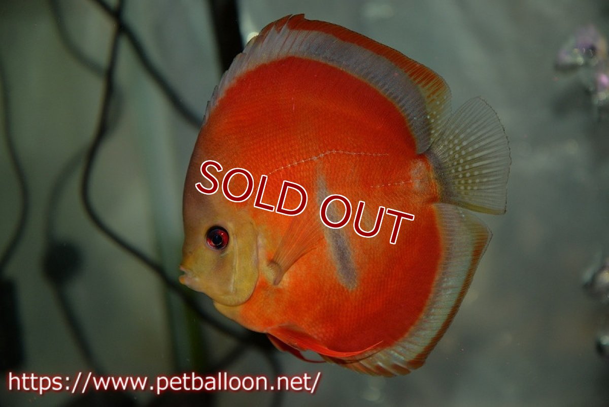 画像2: 【ディスカス】【通販】イサレッド　ブルーアーチ【個体販売】14-15cm （生体） (2)