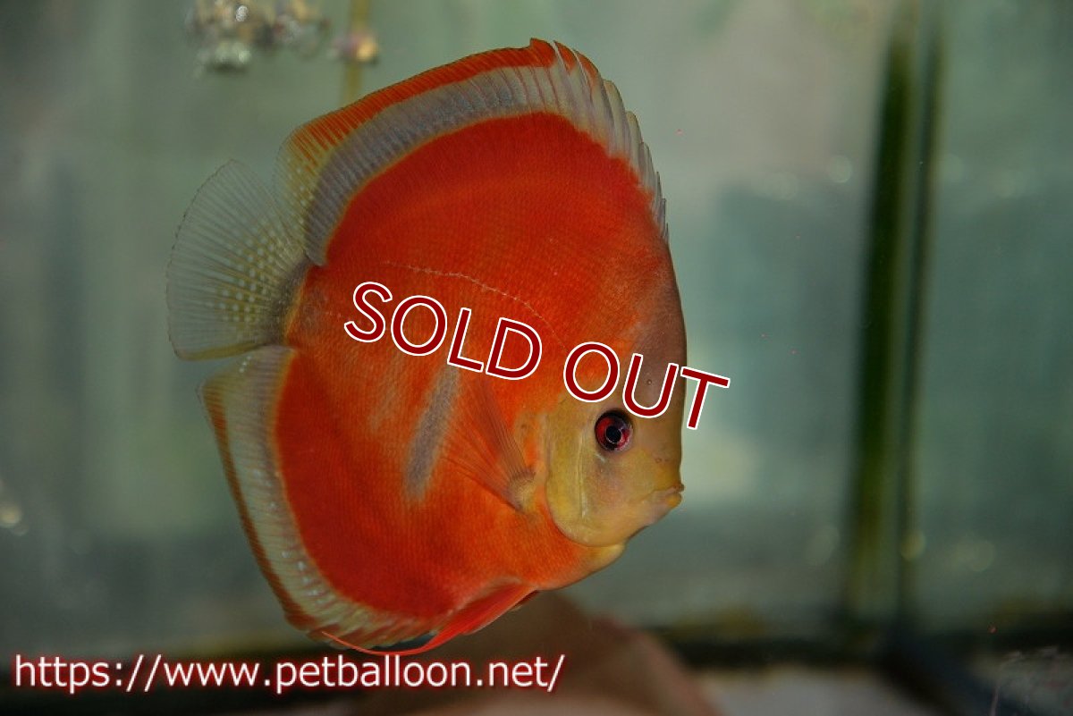 画像3: 【ディスカス】【通販】イサレッド　ブルーアーチ【個体販売】14-15cm （生体） (3)