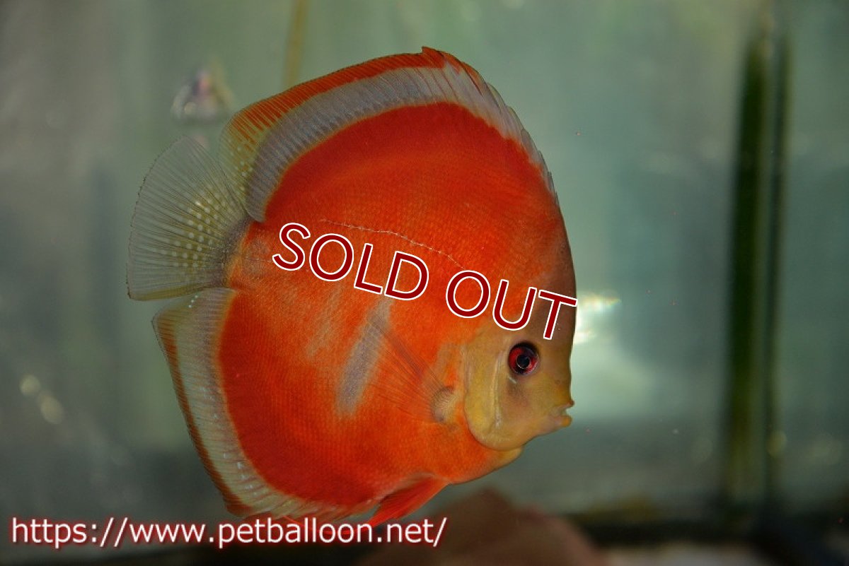 画像4: 【ディスカス】【通販】イサレッド　ブルーアーチ【個体販売】14-15cm （生体） (4)