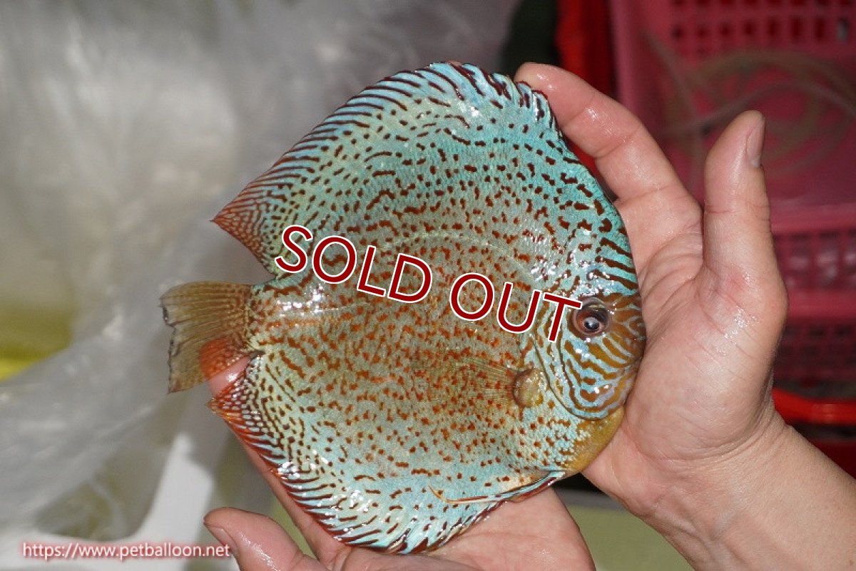 画像3: 【ディスカス】【通販】【希少 ブリーディングストック個体】ジャイアントレッドスポットグリーン（ハイフォーム）【個体販売】18cm（生体）マレーシア　KLディスカスファーム (3)