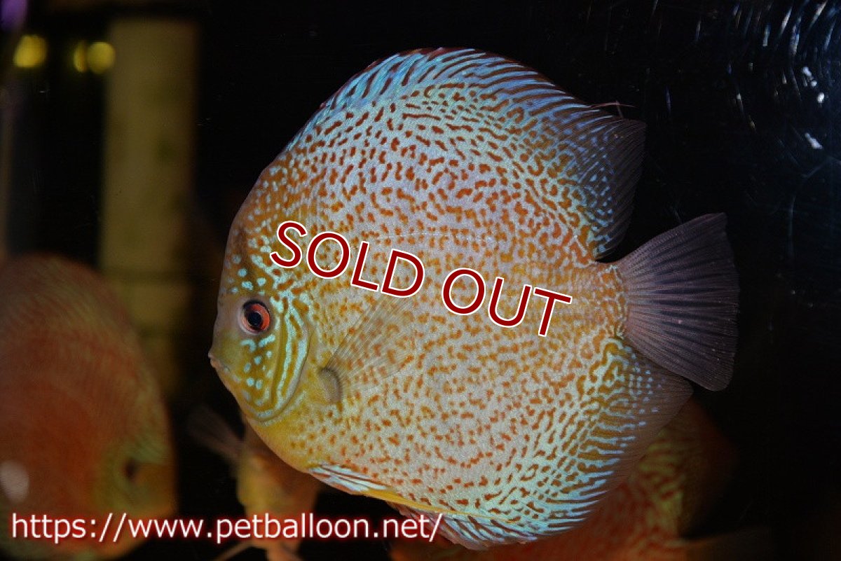 画像2: 【ディスカス】【通販】【希少 ブリーディングストック個体】ジャイアントレッドスポットグリーン（ハイフォーム）【個体販売】18cm（生体）マレーシア　KLディスカスファーム (2)