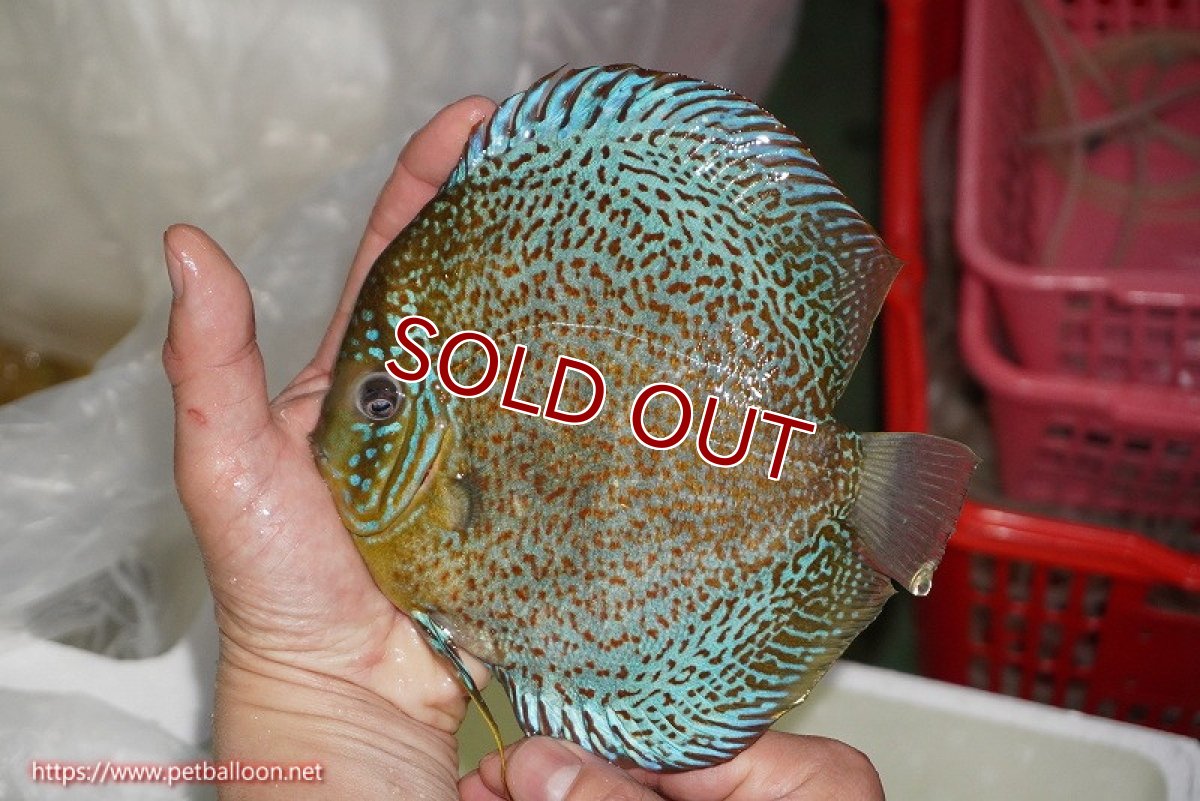 画像3: 【ディスカス】【通販】【希少 ブリーディングストック個体】ジャイアントレッドスポットグリーン（ハイフォーム）【個体販売】18cm（生体）マレーシア　KLディスカスファーム (3)