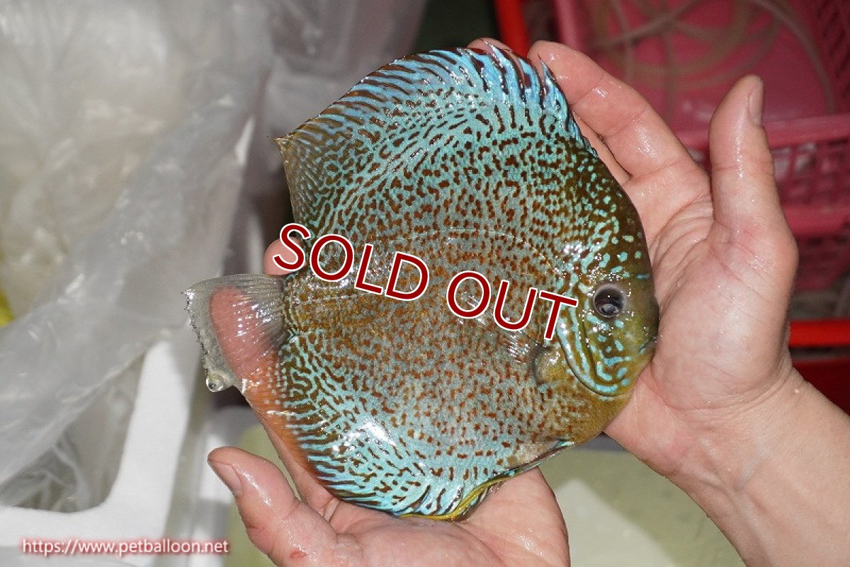 画像4: 【ディスカス】【通販】【希少 ブリーディングストック個体】ジャイアントレッドスポットグリーン（ハイフォーム）【個体販売】18cm（生体）マレーシア　KLディスカスファーム (4)