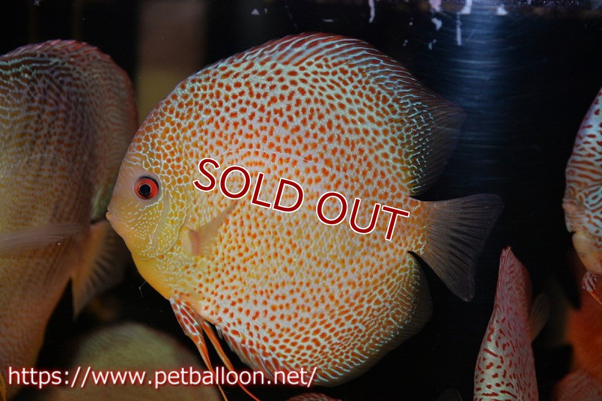 画像2: 【ディスカス】【通販】【希少 ブリーディングストック個体】ジャイアントゴールデンアナコンダ　（スポットタイプ）【個体販売】18cm（生体）マレーシア　KLディスカスファーム (2)