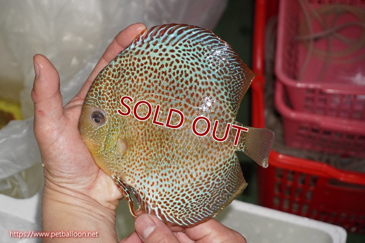 画像3: 【ディスカス】【通販】【希少 ブリーディングストック個体】ジャイアントゴールデンアナコンダ　（スポットタイプ）【個体販売】18cm（生体）マレーシア　KLディスカスファーム (3)