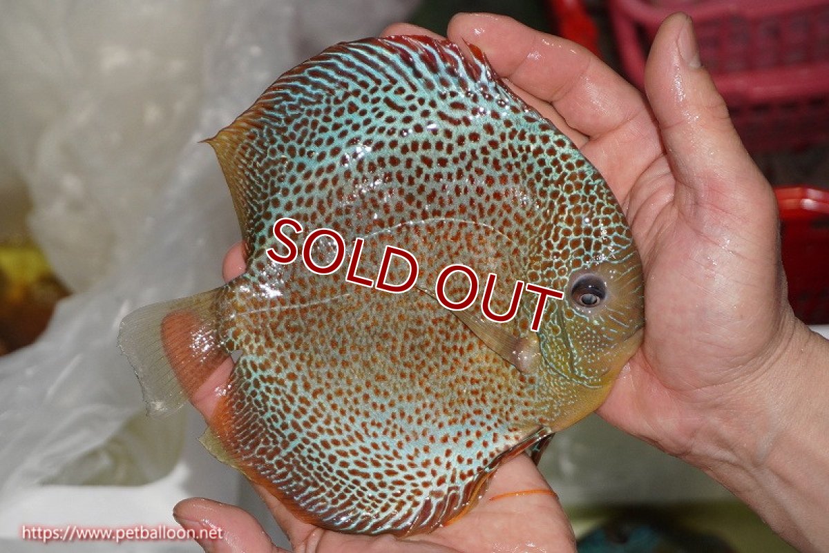 画像4: 【ディスカス】【通販】【希少 ブリーディングストック個体】ジャイアントゴールデンアナコンダ　（スポットタイプ）【個体販売】18cm（生体）マレーシア　KLディスカスファーム (4)