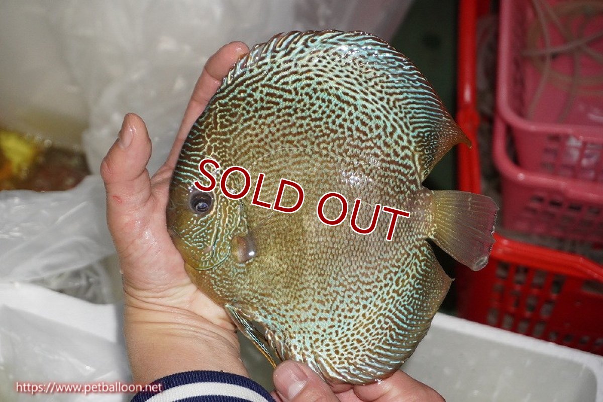 画像2: 【ディスカス】【通販】【希少 ブリーディングストック個体】ジャイアントゴールデンアナコンダ（スポットラインタイプ）【個体販売】18cm（生体）マレーシア　KLディスカスファーム (2)