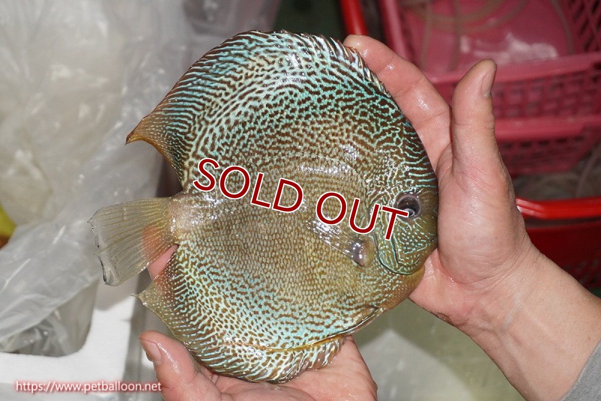 画像3: 【ディスカス】【通販】【希少 ブリーディングストック個体】ジャイアントゴールデンアナコンダ（スポットラインタイプ）【個体販売】18cm（生体）マレーシア　KLディスカスファーム (3)