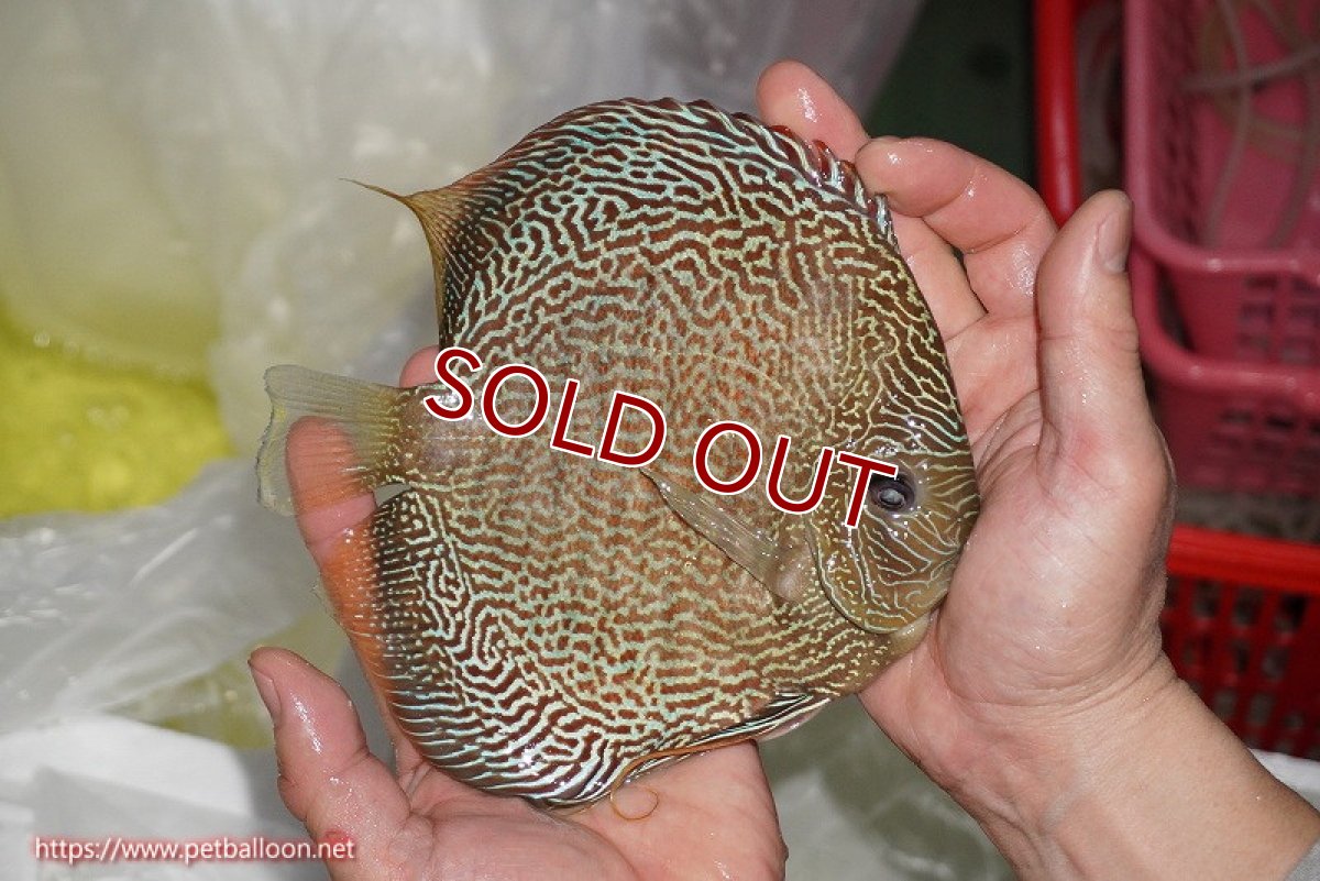 画像3: 【ディスカス】【通販】【希少 ブリーディングストック個体】ジャイアントゴールデンアナコンダ（スポットラインタイプ）【個体販売】18-19cm（生体）マレーシア　KLディスカスファーム (3)