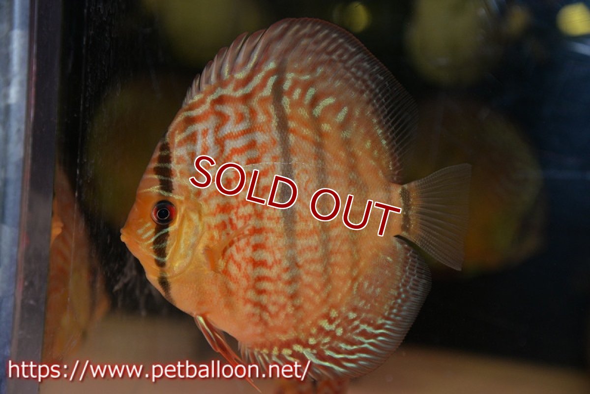 画像2: 【ディスカス】【通販】【激赤必至 ニューストレイン】スーパーレッドカタナヘッケルクロス（ハイフォーム）【個体販売】11-12cm（生体）マレーシア　KLディスカスファーム (2)