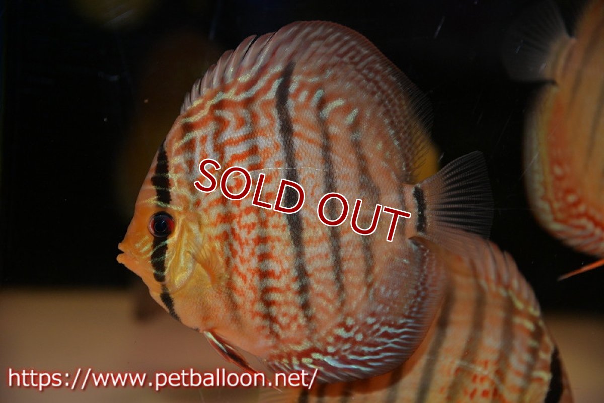 画像3: 【ディスカス】【通販】【激赤必至 ニューストレイン】スーパーレッドカタナヘッケルクロス（ハイフォーム）【個体販売】11-12cm（生体）マレーシア　KLディスカスファーム (3)