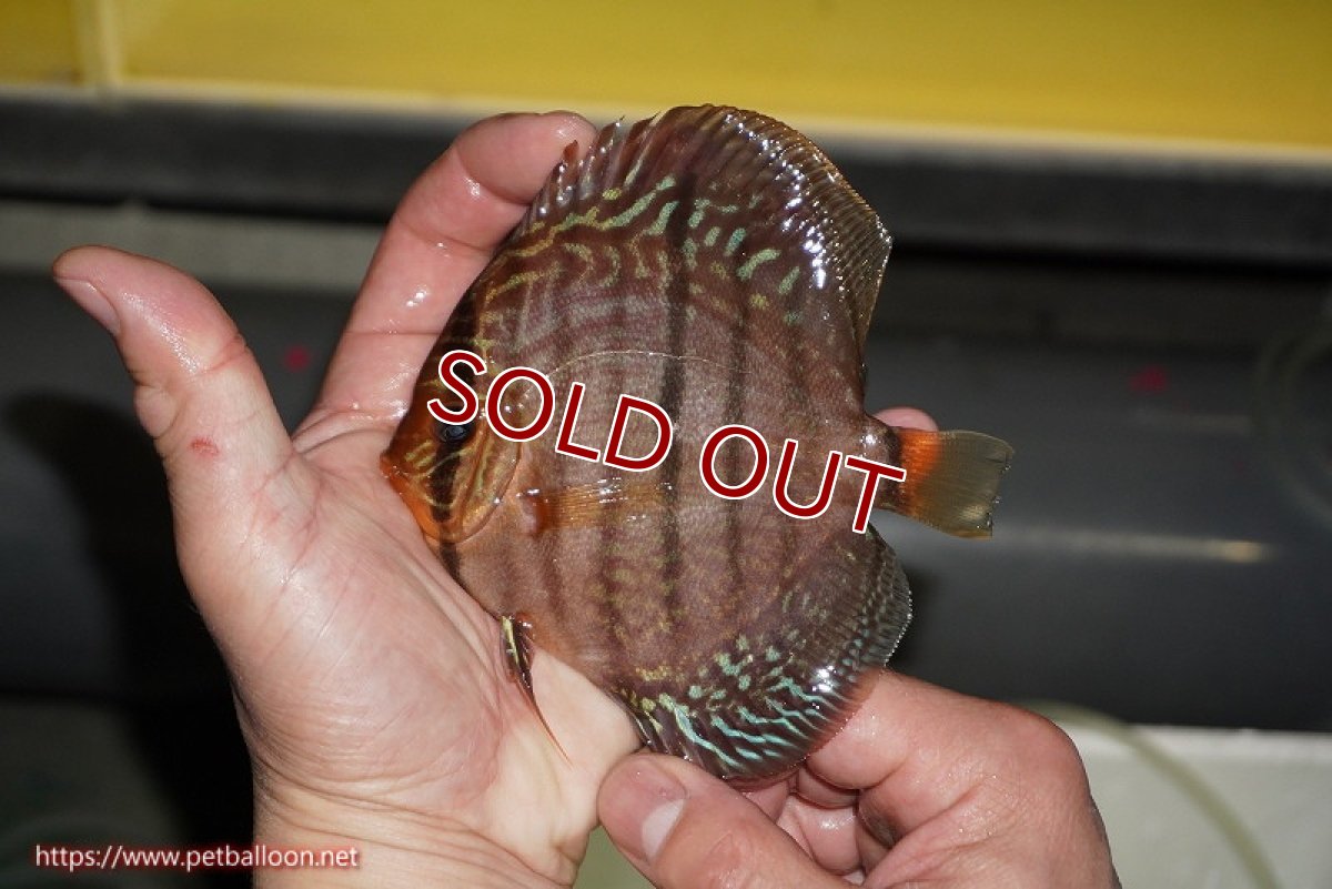 画像4: 【ディスカス】【通販】【激赤必至 ニューストレイン】スーパーレッドカタナヘッケルクロス（ハイフォーム）【個体販売】11-12cm（生体）マレーシア　KLディスカスファーム (4)