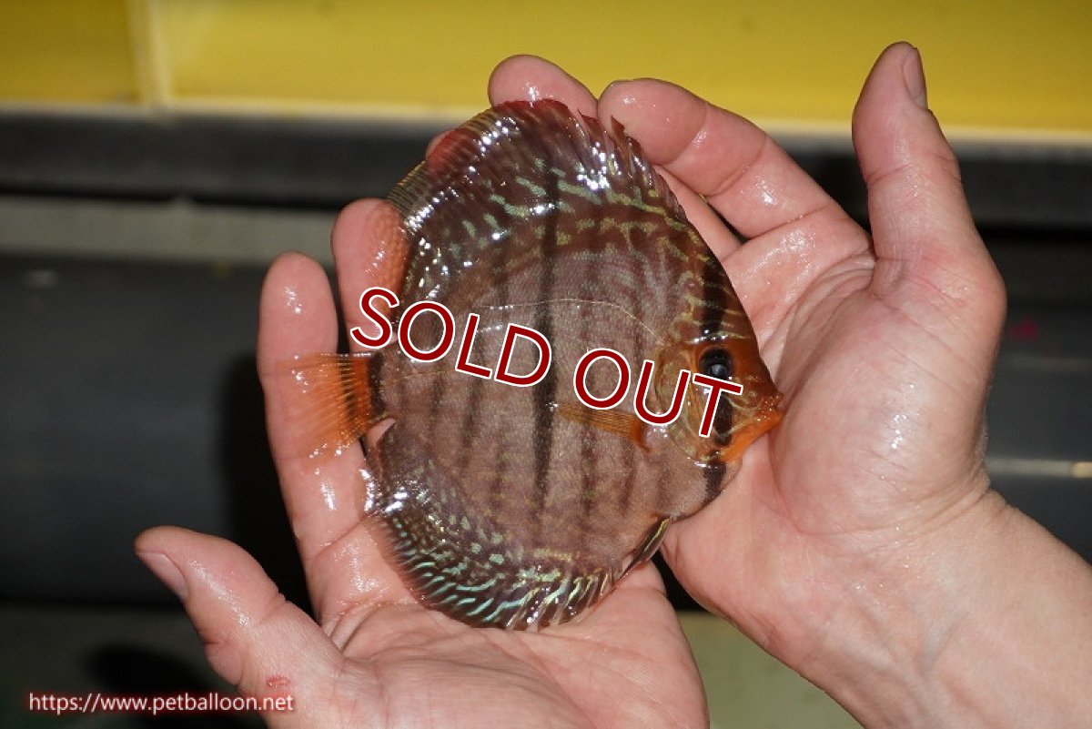 画像6: 【ディスカス】【通販】【激赤必至 ニューストレイン】スーパーレッドカタナヘッケルクロス（ハイフォーム）【個体販売】11-12cm（生体）マレーシア　KLディスカスファーム (6)