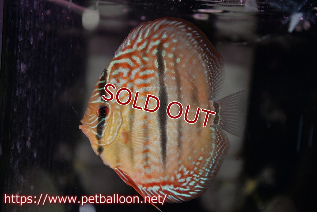 画像2: 【ディスカス】【通販】【激赤必至 ニューストレイン】スーパーレッドカタナヘッケルクロス（ハイフォーム）【個体販売】11-12cm（生体）マレーシア　KLディスカスファーム (2)