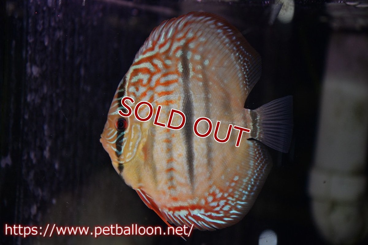 画像3: 【ディスカス】【通販】【激赤必至 ニューストレイン】スーパーレッドカタナヘッケルクロス（ハイフォーム）【個体販売】11-12cm（生体）マレーシア　KLディスカスファーム (3)