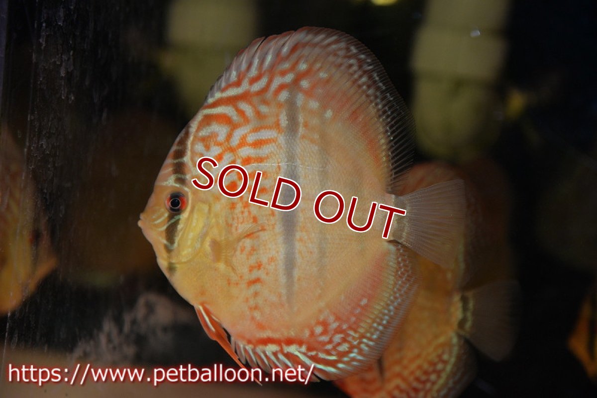 画像4: 【ディスカス】【通販】【激赤必至 ニューストレイン】スーパーレッドカタナヘッケルクロス（ハイフォーム）【個体販売】11-12cm（生体）マレーシア　KLディスカスファーム (4)