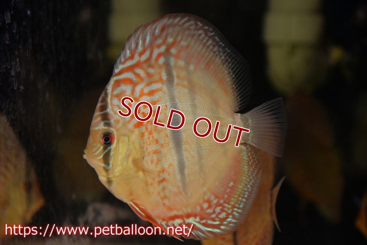 画像5: 【ディスカス】【通販】【激赤必至 ニューストレイン】スーパーレッドカタナヘッケルクロス（ハイフォーム）【個体販売】11-12cm（生体）マレーシア　KLディスカスファーム (5)