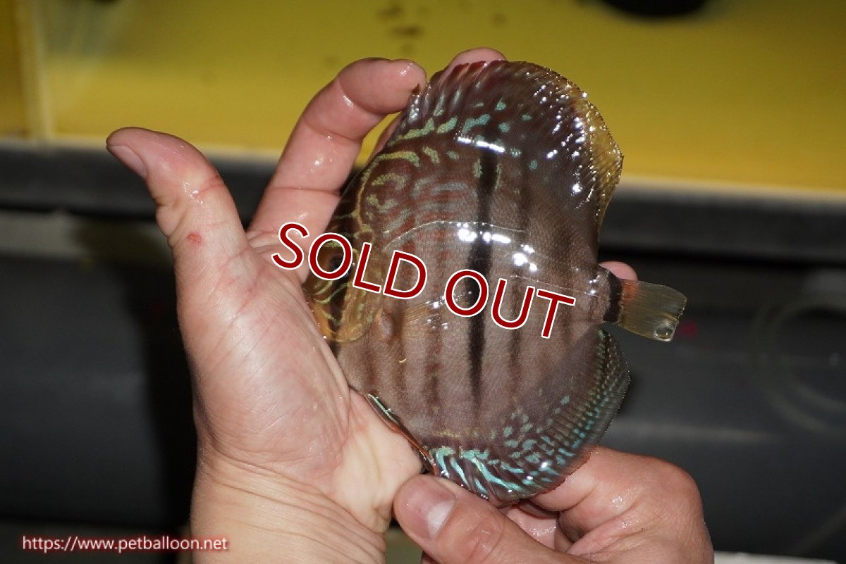 画像6: 【ディスカス】【通販】【激赤必至 ニューストレイン】スーパーレッドカタナヘッケルクロス（ハイフォーム）【個体販売】11-12cm（生体）マレーシア　KLディスカスファーム (6)