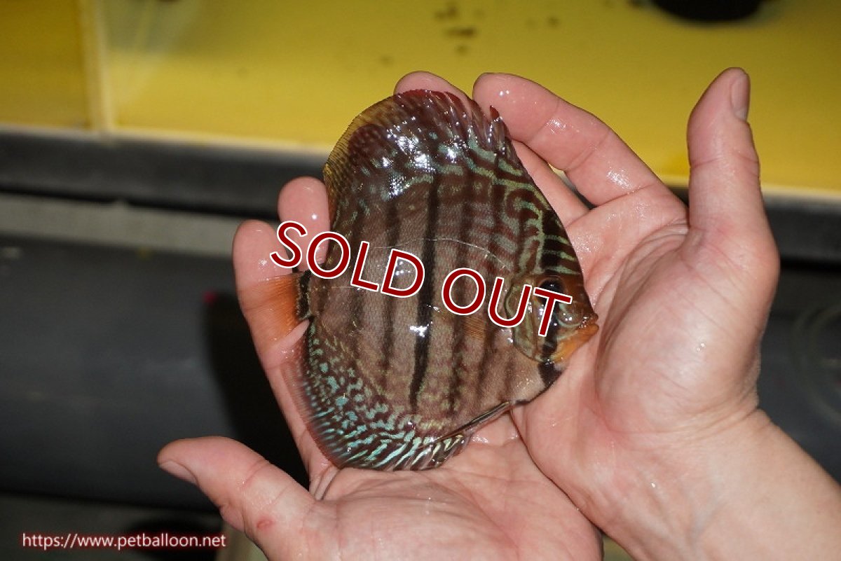 画像2: 【ディスカス】【通販】【激赤必至 ニューストレイン】スーパーレッドカタナヘッケルクロス（ハイフォーム）【個体販売】11-12cm（生体）マレーシア　KLディスカスファーム (2)