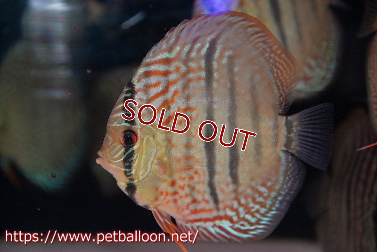 画像2: 【ディスカス】【通販】【激赤必至 ニューストレイン】スーパーレッドカタナヘッケルクロス（ハイフォーム）【個体販売】11-12cm（生体）マレーシア　KLディスカスファーム (2)