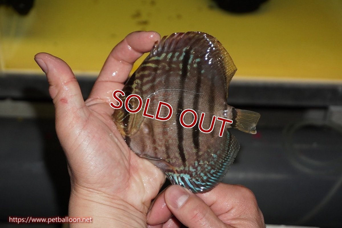 画像3: 【ディスカス】【通販】【激赤必至 ニューストレイン】スーパーレッドカタナヘッケルクロス（ハイフォーム）【個体販売】11-12cm（生体）マレーシア　KLディスカスファーム (3)