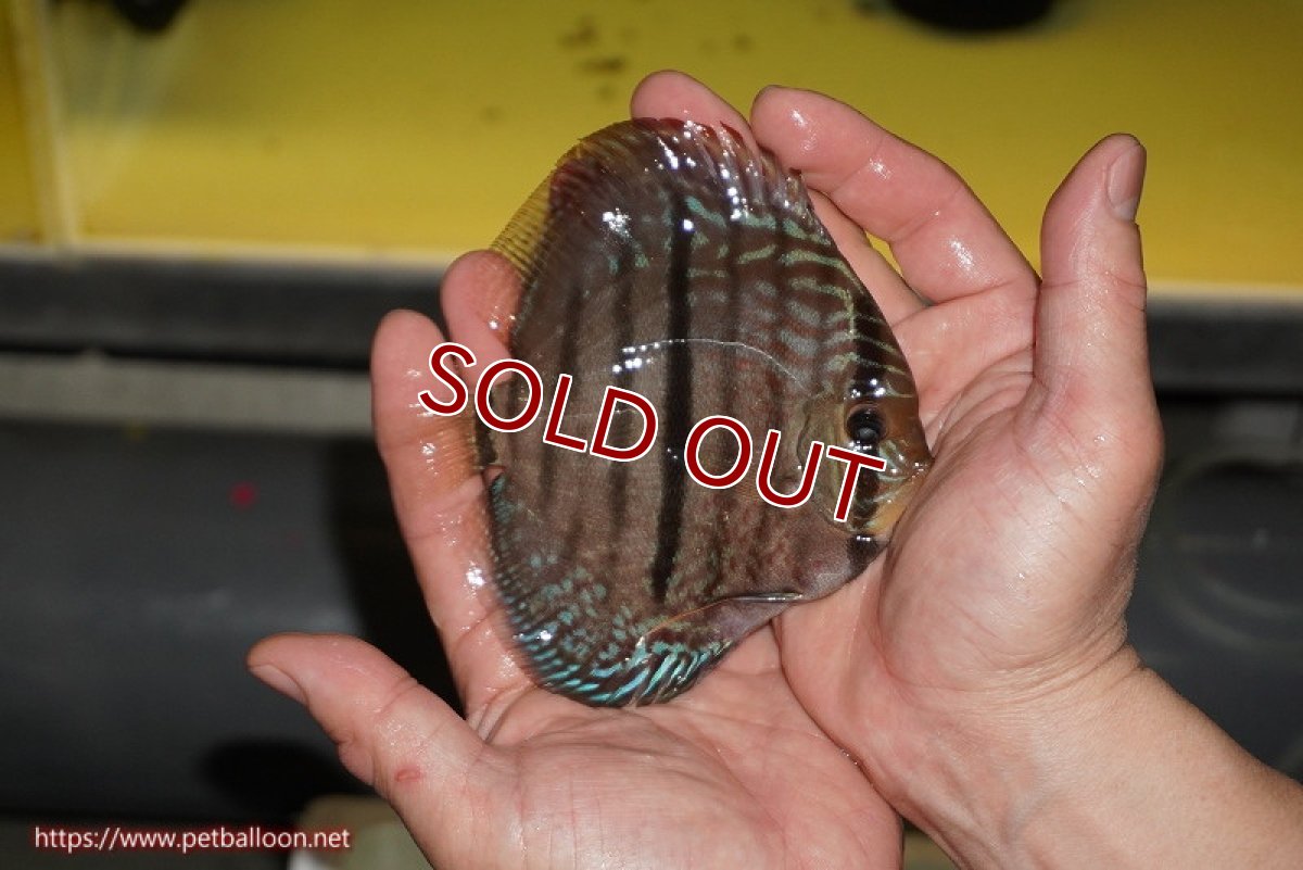 画像4: 【ディスカス】【通販】【激赤必至 ニューストレイン】スーパーレッドカタナヘッケルクロス（ハイフォーム）【個体販売】11-12cm（生体）マレーシア　KLディスカスファーム (4)