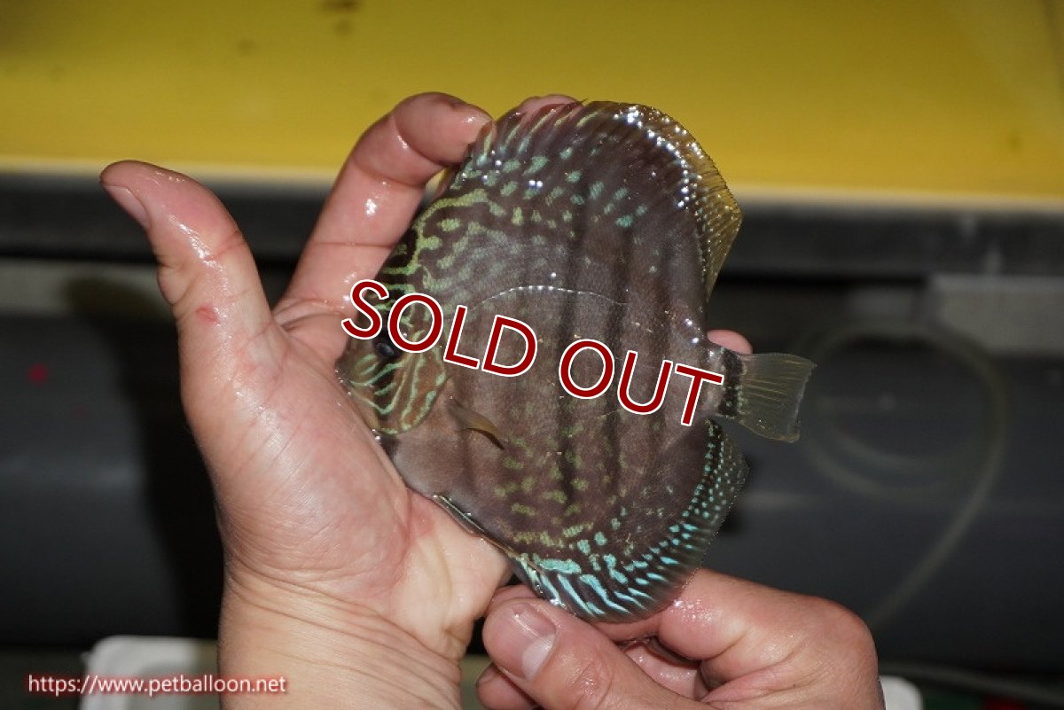 画像2: 【ディスカス】【通販】【激赤必至 ニューストレイン】スーパーレッドカタナヘッケルクロス（ハイフォーム）【個体販売】11-12cm（生体）マレーシア　KLディスカスファーム (2)