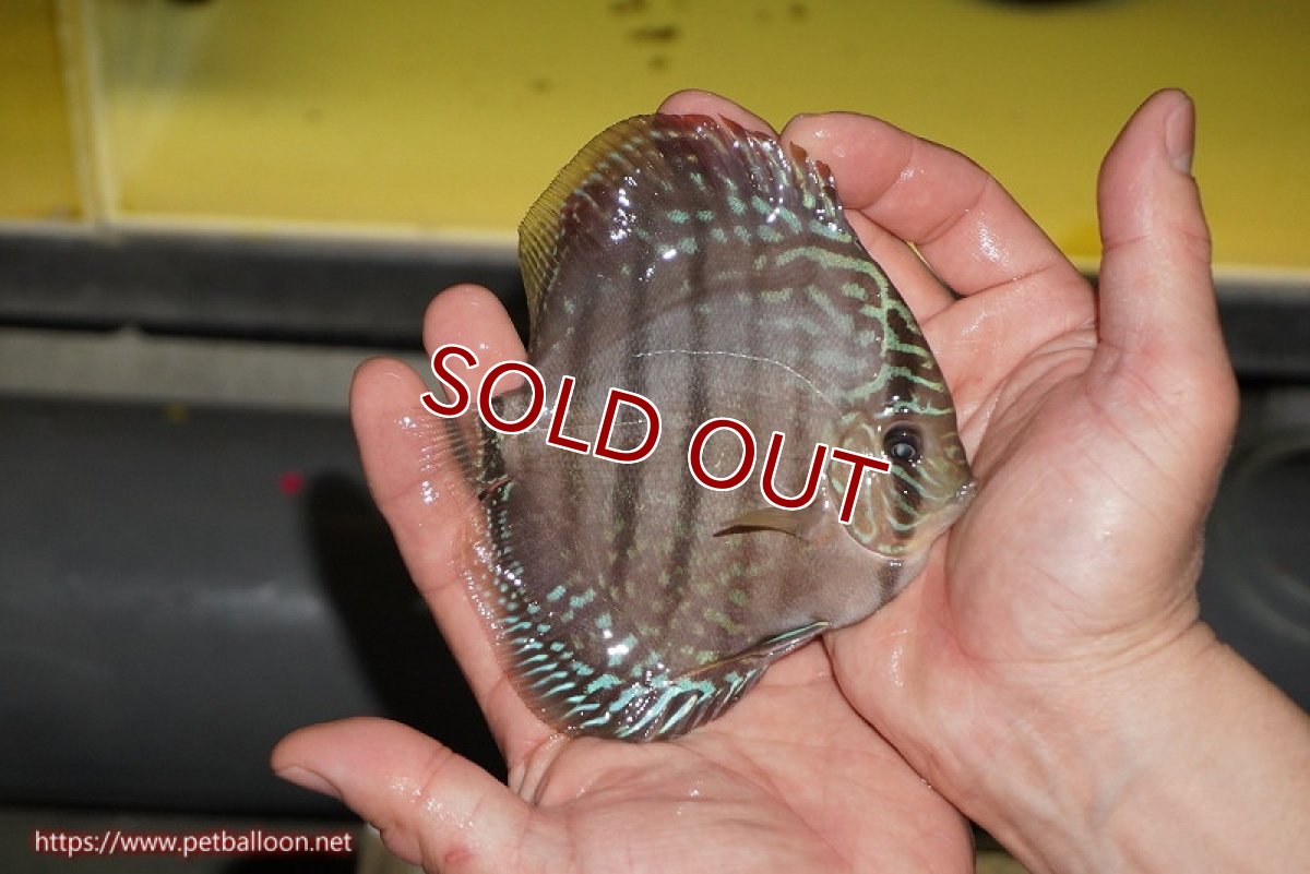 画像3: 【ディスカス】【通販】【激赤必至 ニューストレイン】スーパーレッドカタナヘッケルクロス（ハイフォーム）【個体販売】11-12cm（生体）マレーシア　KLディスカスファーム (3)