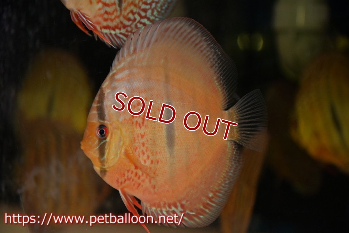 画像2: 【ディスカス】【通販】【激赤必至 ニューストレイン】スーパーレッドカタナヘッケルクロス（ハイフォーム）【個体販売】11-12cm（生体）マレーシア　KLディスカスファーム (2)