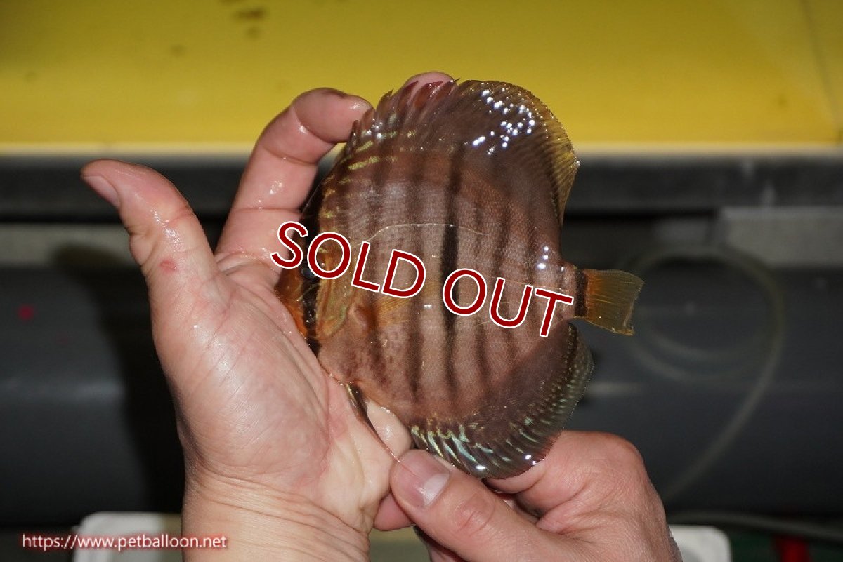 画像3: 【ディスカス】【通販】【激赤必至 ニューストレイン】スーパーレッドカタナヘッケルクロス（ハイフォーム）【個体販売】11-12cm（生体）マレーシア　KLディスカスファーム (3)