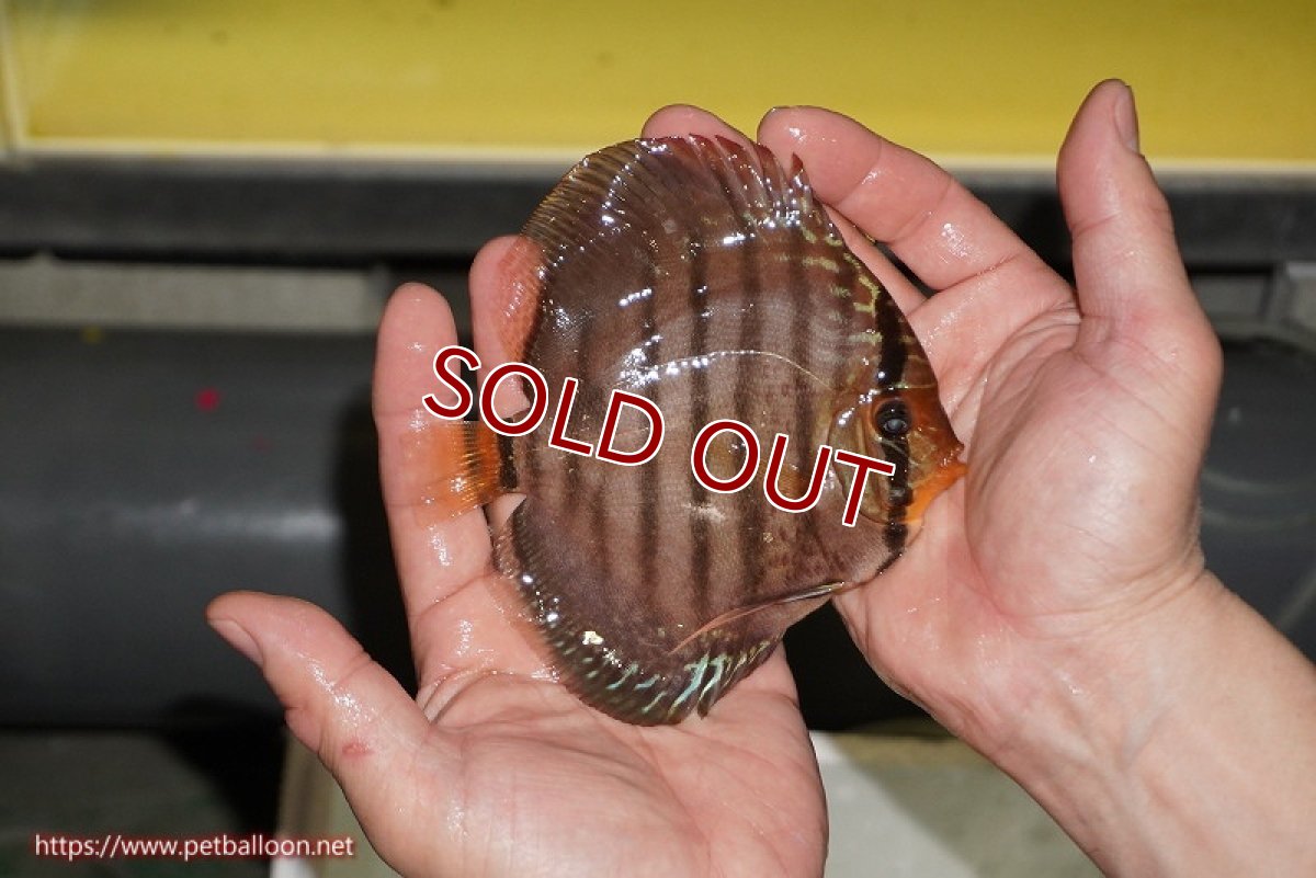 画像4: 【ディスカス】【通販】【激赤必至 ニューストレイン】スーパーレッドカタナヘッケルクロス（ハイフォーム）【個体販売】11-12cm（生体）マレーシア　KLディスカスファーム (4)