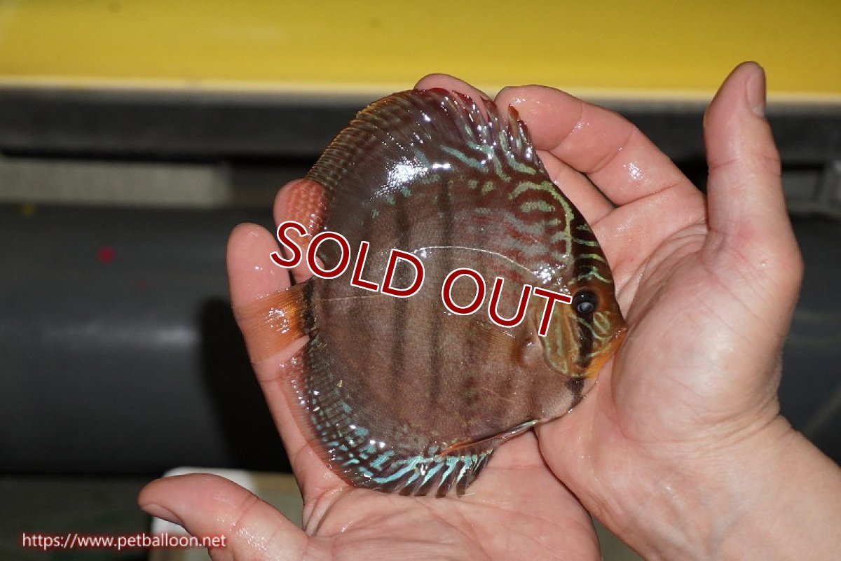 画像3: 【ディスカス】【通販】【激赤必至 ニューストレイン】スーパーレッドカタナヘッケルクロス（ハイフォーム）【個体販売】11-12cm（生体）マレーシア　KLディスカスファーム (3)