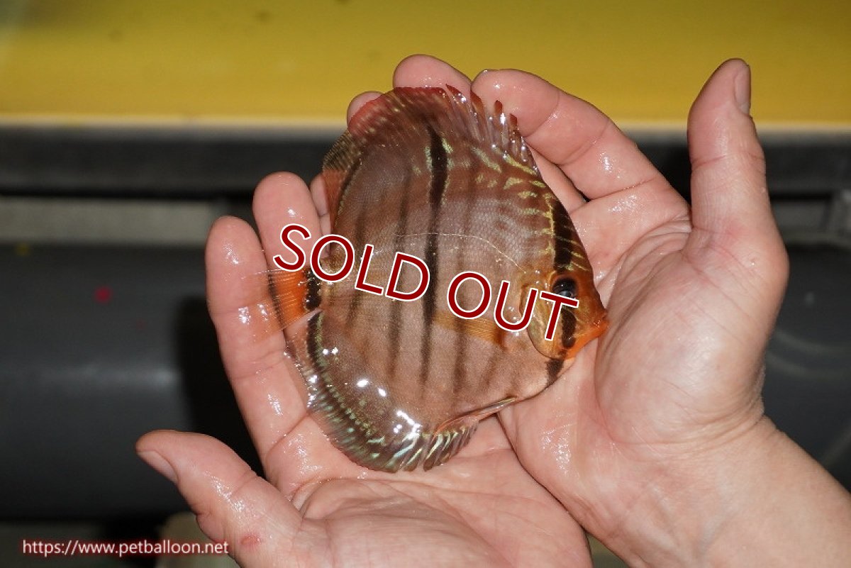 画像2: 【ディスカス】【通販】【激赤必至 ニューストレイン】スーパーレッドカタナヘッケルクロス（ハイフォーム）【個体販売】11-12cm（生体）マレーシア　KLディスカスファーム (2)