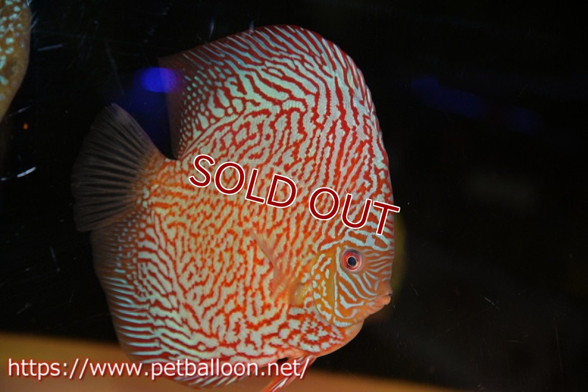 画像2: 【ディスカス】【通販】【コンテストクラス】インディアナタイガー（タイトライン、ハイフォーム）【個体販売】18cm（生体）マレーシア　NAディスカスファーム (2)